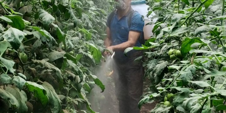 Acompañamiento a emprendimientos y unidades productivas